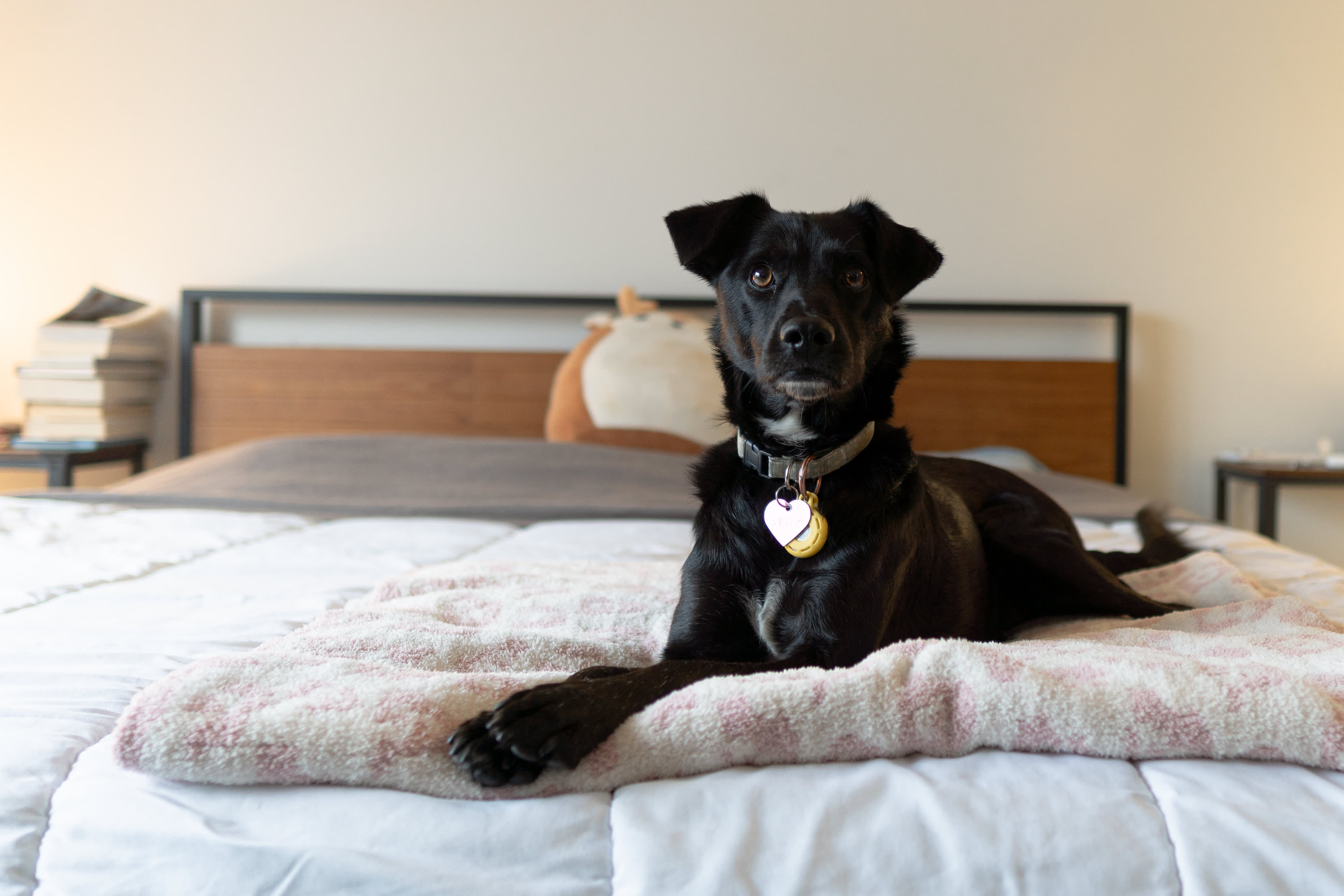 Letting dogs sleep in best sale your bed